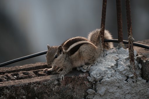 Indio, Ardilla, Roedor, Animal, Mamífero