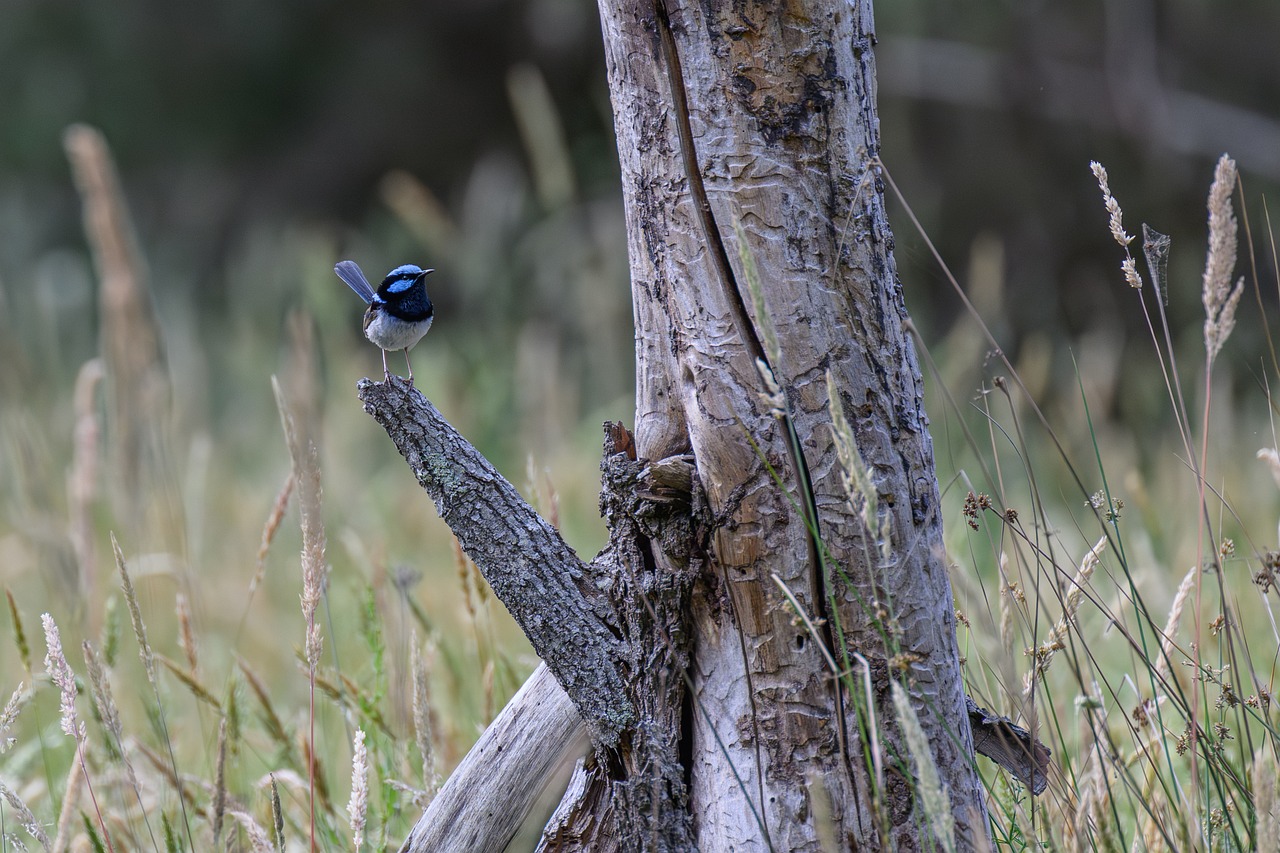 superb-fairywren-10013436_1280.jpg