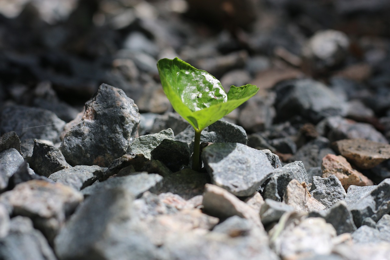 Free Coffee Tree Tree photo and picture