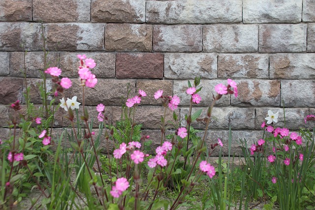 Gartenmauer, Rosa Blüten, Backsteinmauer