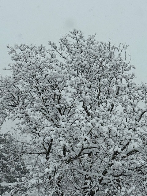 Free Snow Winter photo and picture