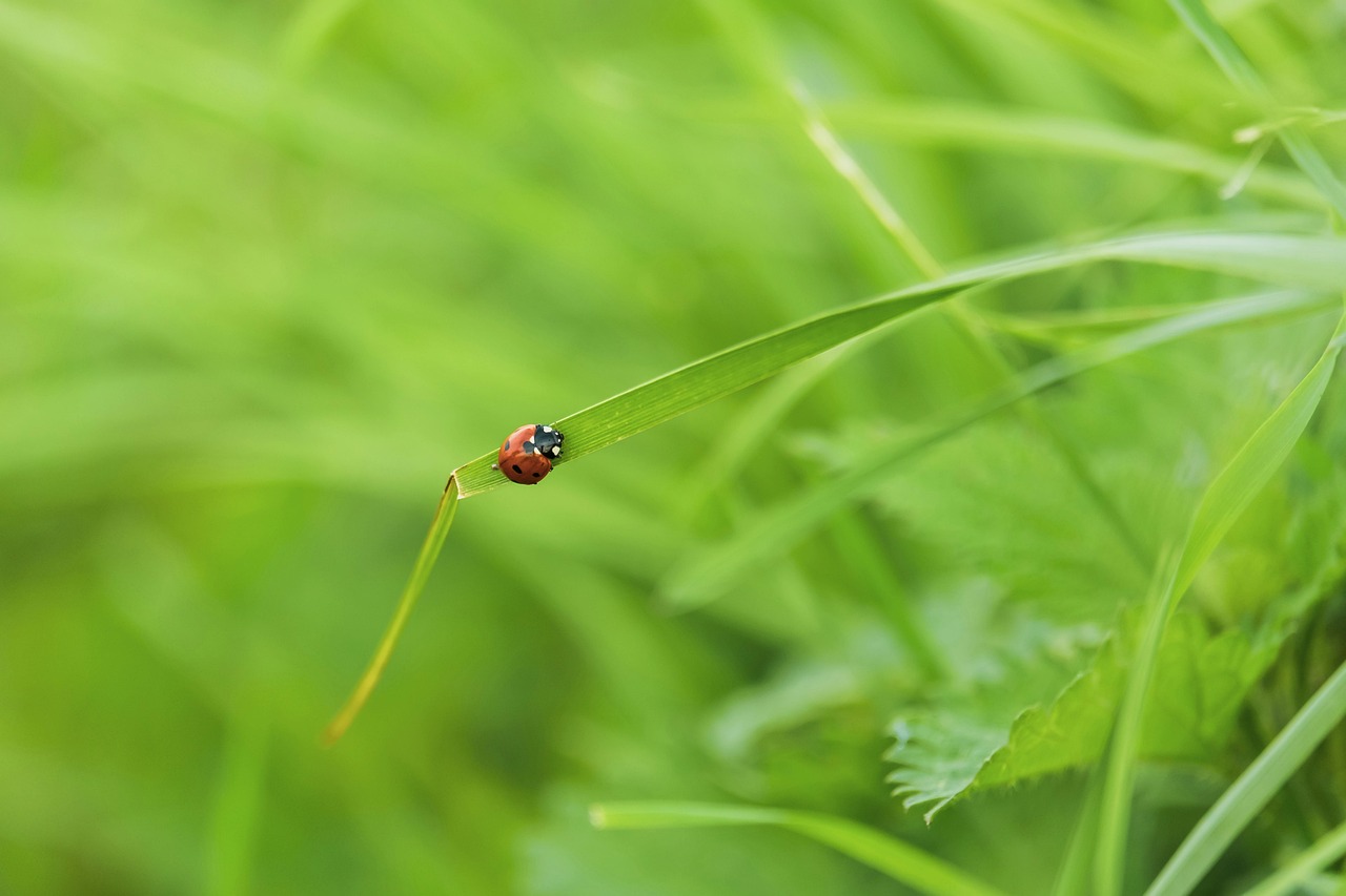 Ladybug Insect Environment Ladybug Insect Nature - Free photo on Pixabay