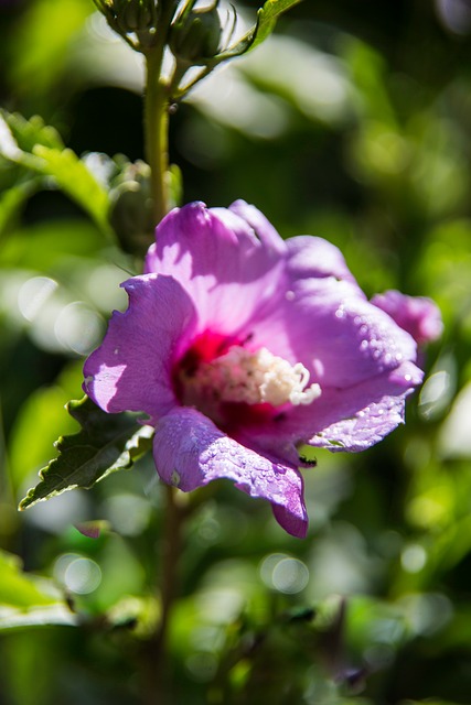 Blomst, Natur, At Blomstre, Flora