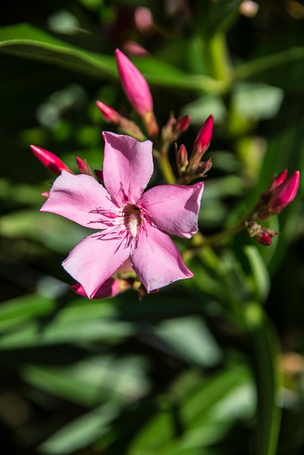 Blomst, Natur, At Blomstre, Flora