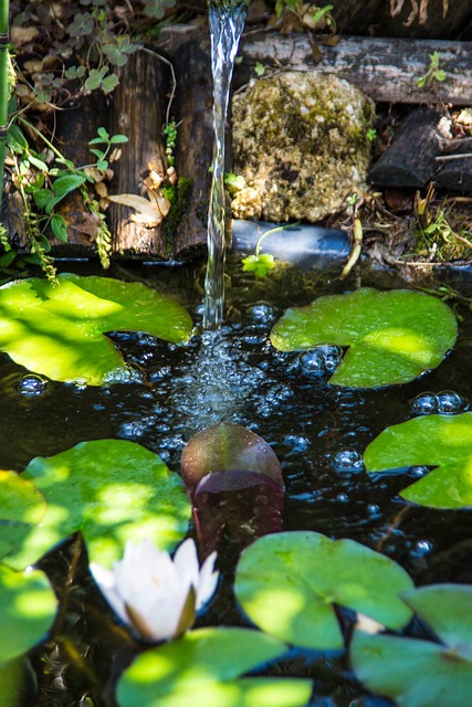 Bassin, Natur, Vandet, Sommer, Fisk