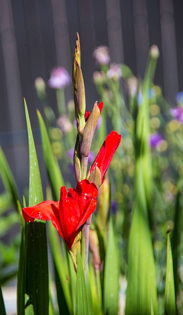 Blomst, Natur, At Blomstre, Flora