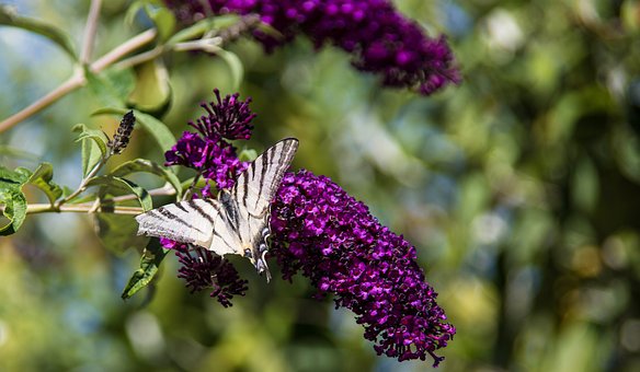 Sommerfugl, Insekt, Natur, Dyreliv
