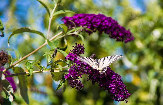 Sommerfugl, Insekt, Natur, Dyreliv