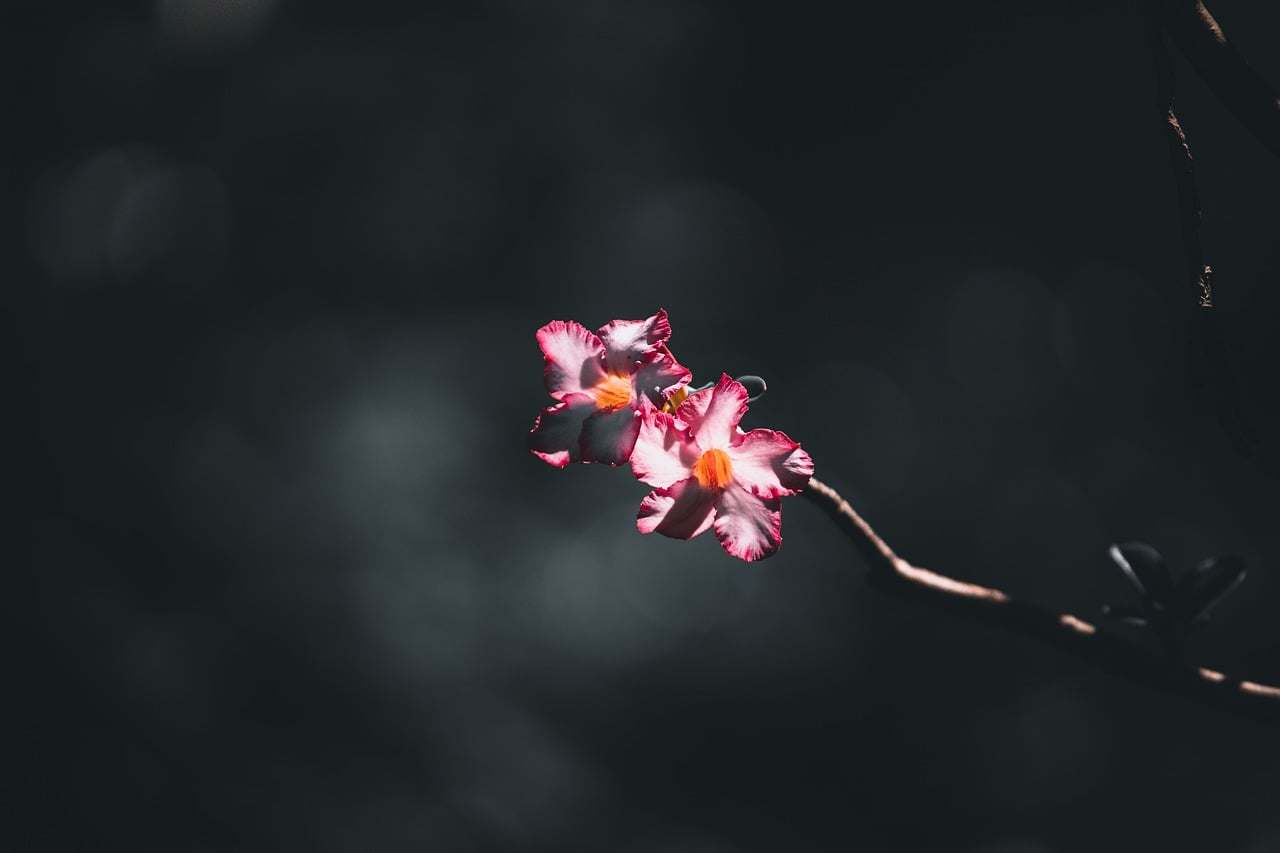 Two small white and red blossoms on a branch. Only they are in focus, the background is a dark blurr.
