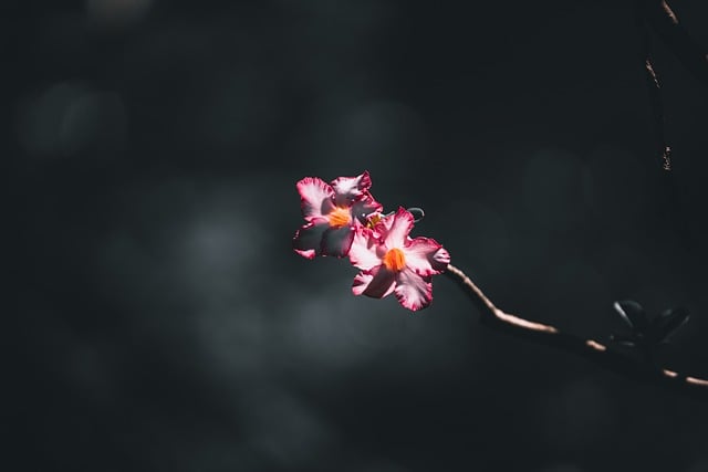 flower, nature, bloom, plant, close up, flowering plant, ornamental plant, flower wallpaper, flower background, beautiful flowers, photography, picture