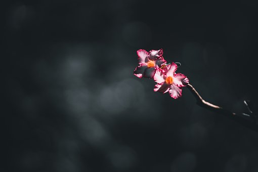 Blomst, Natur, Blomstre, Plante, Tæt På
