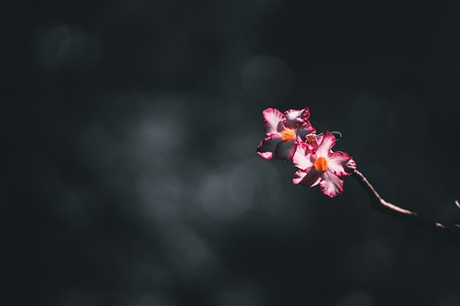 Blomst, Natur, Blomstre, Plante, Tæt På