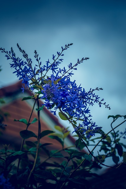 Blomst, Natur, Blomst Baggrund, Blomstre