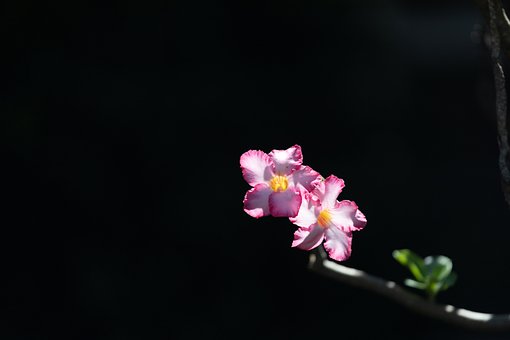 Blomst, Natur, Blomstre, Plante, Tæt På