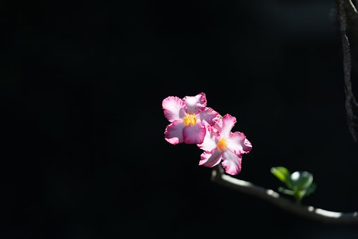 Blomst, Natur, Blomstre, Plante, Tæt På