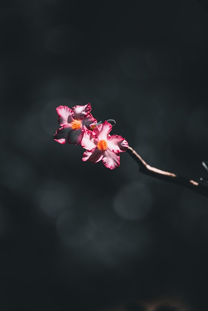 Blomst, Natur, Blomstre, Plante, Tæt På