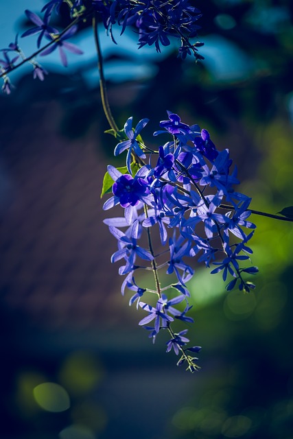 Blomst, Natur, Blomst Baggrund, Blomstre