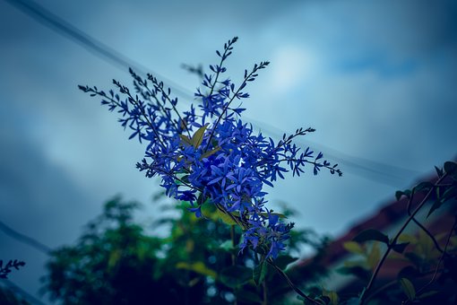 Blomst, Natur, Blomst Baggrund, Blomstre
