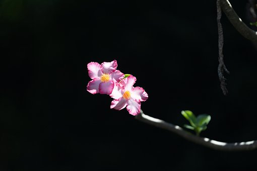 Blomst, Natur, Blomstre, Plante, Tæt På