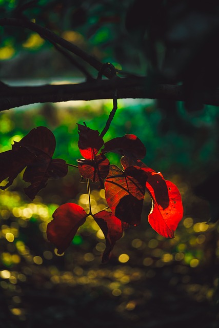 Blad, Natur, Træ, Orange Blade