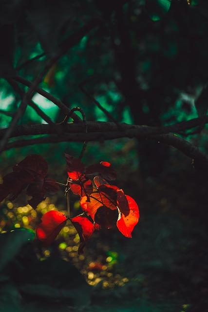 Blad, Natur, Træ, Orange Blade