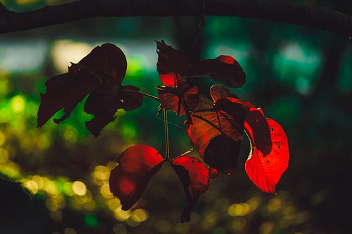 Blad, Natur, Træ, Orange Blade