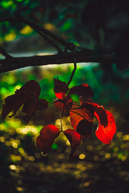 Blad, Natur, Træ, Orange Blade