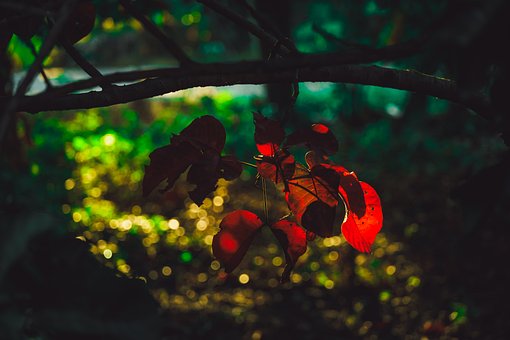 Blad, Natur, Træ, Orange Blade