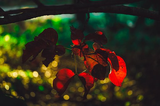 Blad, Natur, Træ, Orange Blade