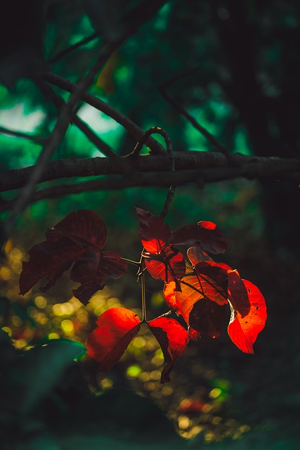 Blad, Natur, Træ, Orange Blade