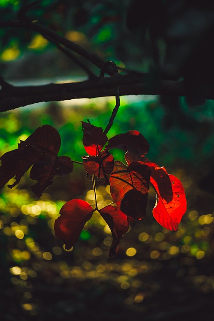 Blad, Natur, Træ, Orange Blade