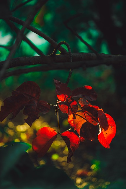 Blad, Natur, Træ, Orange Blade