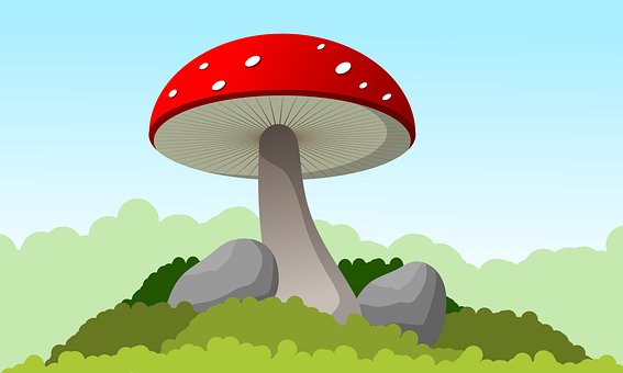 Mushroom, Natuur, Mos, Schimmel, Val