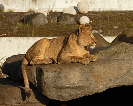 Free Animal Lion photo and picture