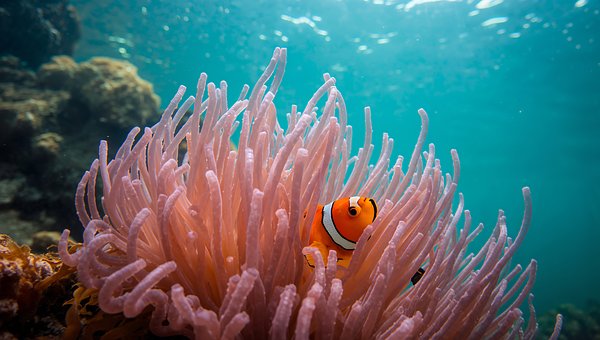 Free Clownfish Anemone photo and picture