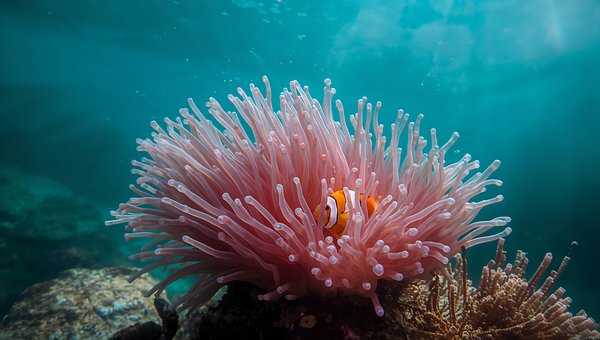 Free Clownfish Sea Anemone photo and picture