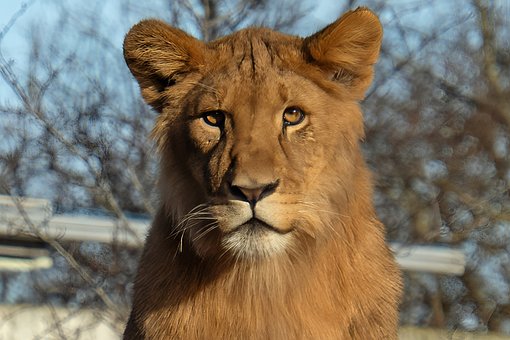 Free Lion Zoo photo and picture