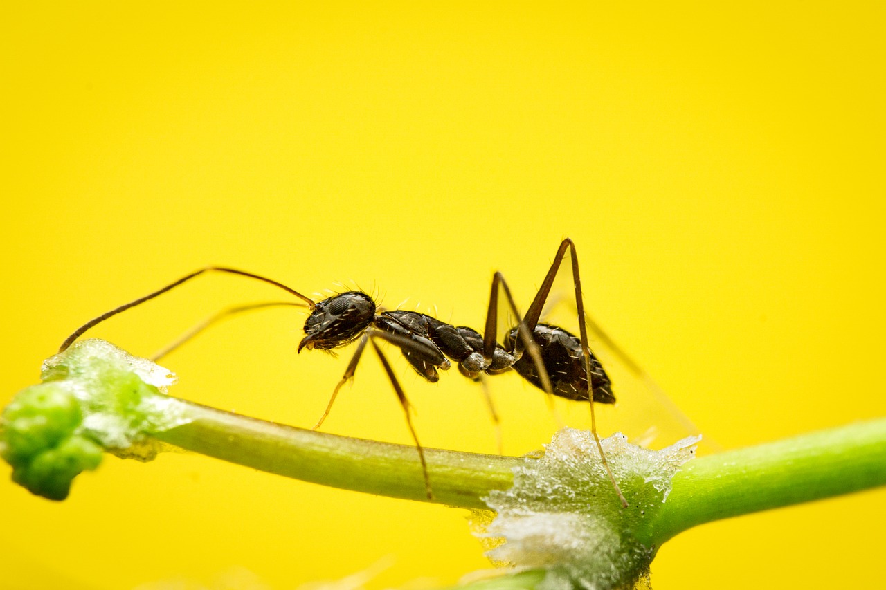 Ant Insect Animal - Free photo on Pixabay
