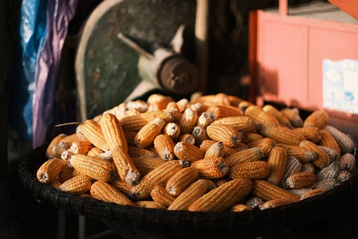 Free Corn Harvest photo and picture