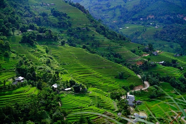 farmland, mountains, vietnam, nature, hmong, travel, landscape, ha giang, harvest, plantation, field, countryside