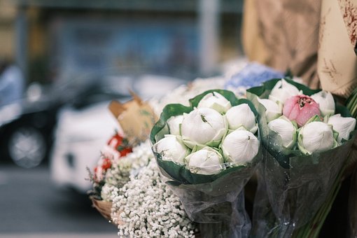 Free Flower Nature photo and picture