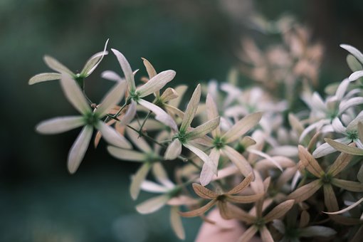 Free Nature Flower photo and picture