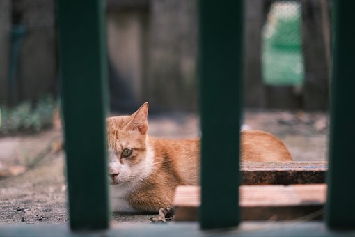 Free Portrait Cat photo and picture