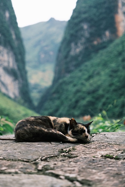 Free Vietnam Nature photo and picture