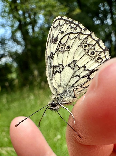 Free Butterfly Nature photo and picture