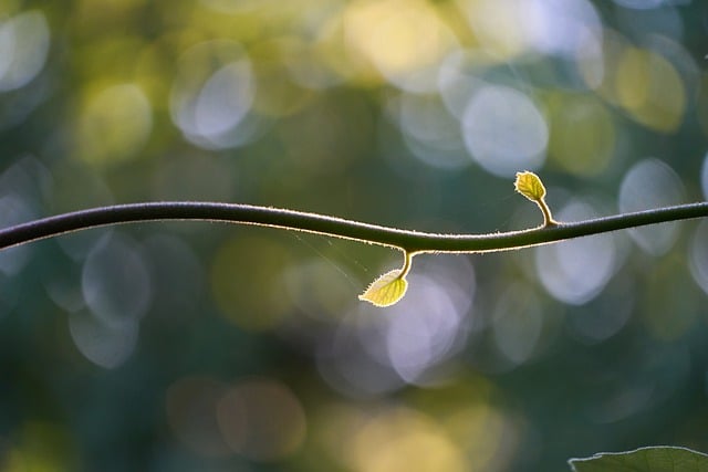 Branch, leaves, kiwi plant and minimalist — photo by Wolfgang_Hasselmann