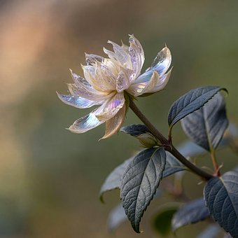 Blume, Blühen, Pflanze, Natur, Botanik