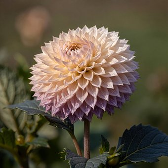 Blume, Blühen, Pflanze, Natur, Botanik