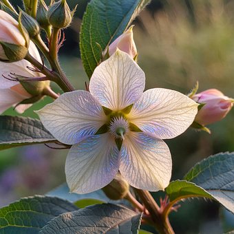 Blume, Blühen, Pflanze, Natur, Botanik