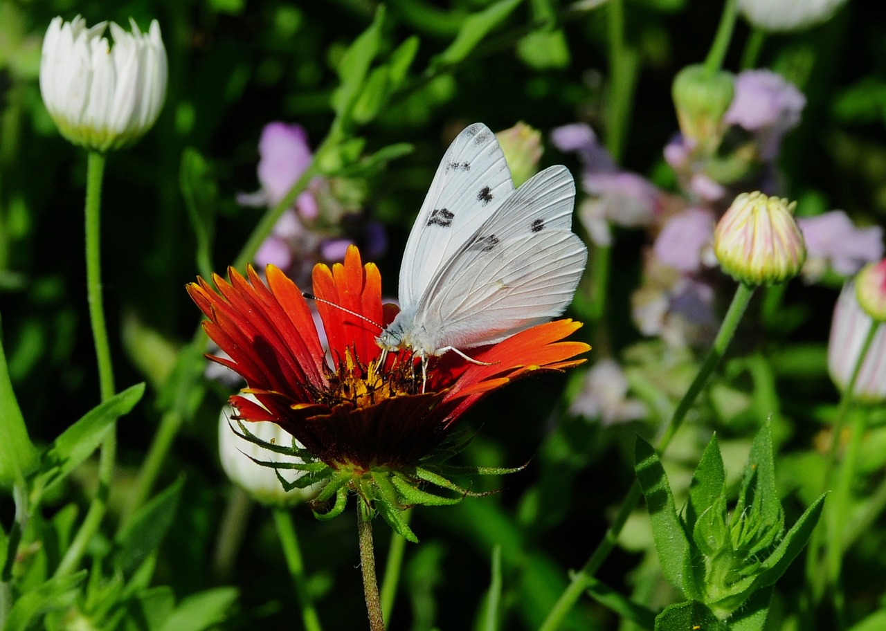 Butterfly - free online jigsaw puzzle photo